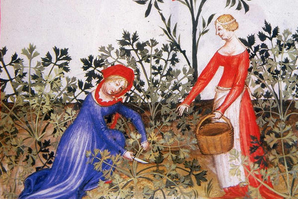 Средневековые зелья-контрацептивы и другие странные методы