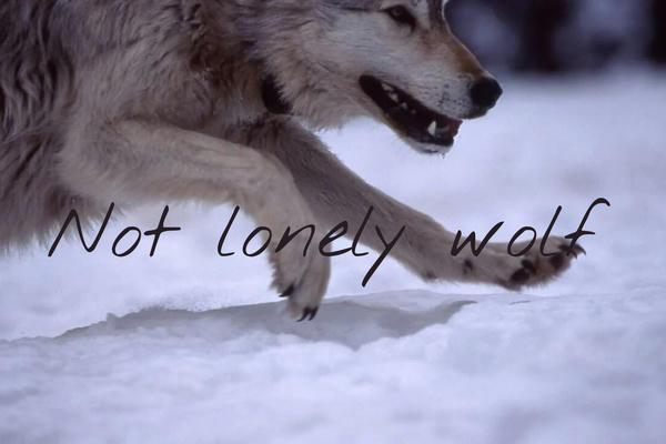 Цитаты про волка со смыслом короткие до слез