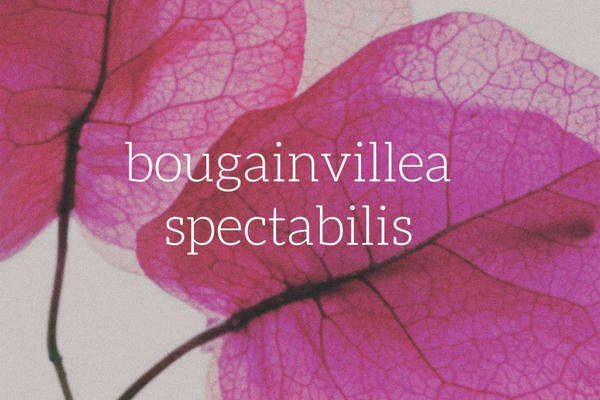 1, bougainvillea spectabilis — фанфик по фэндому «Роулинг Джоан «ГарриПоттер»»