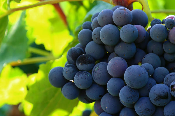 Виноградная гроздь